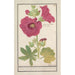 Rose trémière Alcea rosea Enkel vinterrose Malva rosea hiemalis passerose med enkel blomst - Anselmus Botius de Boodt
