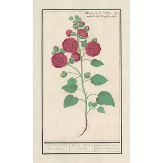 Anselmus Botius de Boodt - Stokroos Alcea rosea Roode Dobbel wijnter roosen.webp