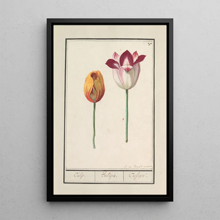 Anselmus Botius de Boodt - Tulp Tulipa.webp