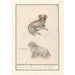 to hunde Canis lupus familiaris 1 2 irsk hund 1 2 Canis irlandicus - Anselmus Botius de Boodt — visning af kunstværket