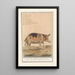 Reproduktion af maleriet Cochon Sus scrofa domesticus Truie scrofa Porcus faemina Truie - Anselmus Botius de Boodt