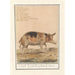 Reproduktion af maleriet Cochon Sus scrofa domesticus Truie scrofa Porcus faemina Truie - Anselmus Botius de Boodt