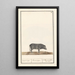 Svin Sus scrofa domesticus Svin sort Porcus niger Svin sort kaldet Siam - Anselmus Botius de Boodt