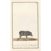 Svin Sus scrofa domesticus Svin sort Porcus niger Svin sort kaldet Siam - Anselmus Botius de Boodt