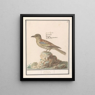 Anselmus Botius de Boodt - Vlaamse Gaai Garrulus glandarius.webp