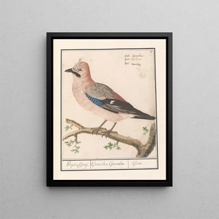 Anselmus Botius de Boodt - Vlaamse gaai Garrulus glandarius (Case Conflict).webp