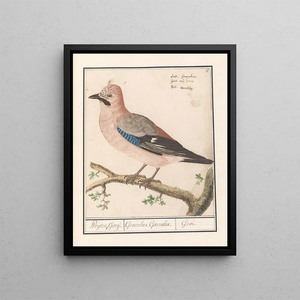 Anselmus Botius de Boodt - Vlaamse gaai Garrulus glandarius (Case Conflict).webp
