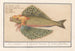 Flyvende fisk Exocoetidae Havsvale Hirundo Marina Flyvende Sommerfugl - Anselmus Botius de Boodt — visning af kunstværket