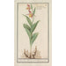 Sabot de Vénus Cypripedium calceolus - Anselmus Botius de Boodt — visning af kunstværket