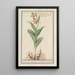 Sabot de Vénus Cypripedium calceolus - Anselmus Botius de Boodt — indrammet kunstværk på væggen