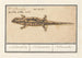 Salamandre tachetée Salamandra salamandra Salamandre - Anselmus Botius de Boodt — visning af kunstværket