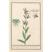 Ophrys abeille Ophrys bombyliflora Orchis Satyrion Du Satyrion - Anselmus Botius de Boodt — visning af kunstværket