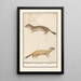 Reproduktion af maleriet Belette Mustela nivalis Belette Mustela Belette - Anselmus Botius de Boodt