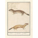 Reproduktion af maleriet Belette Mustela nivalis Belette Mustela Belette - Anselmus Botius de Boodt