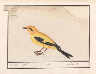 Anselmus Botius de Boodt - Wielewaal Oriolus oriolus.webp
