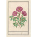 Eglantier Rosa Rose des bois odorante rosa silverstris adorata Rose des bois med duft - Anselmus Botius de Boodt — visning af kunstværket