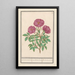 Eglantier Rosa Rose des bois odorante rosa silverstris adorata Rose des bois med duft - Anselmus Botius de Boodt — indrammet kunstværk på væggen