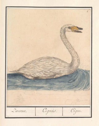 Anselmus Botius de Boodt - Wilde zwaan Cygnus cygnus Zwaene Cignus Cigne.webp