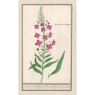 Anselmus Botius de Boodt - Wilgenroosje Chamerion angustifolium Vederik jooden Kruijt lijsimachia sequilosa Souci deau pellebosse.webp