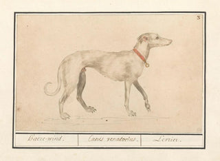 Anselmus Botius de Boodt - Windhond Canis lupus familiaris Haezewind Canis Venatorius Levrier.webp