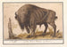 Bison af Europa Bison bonasus Bisonokse Bos Bison Veterum Bison - Anselmus Botius de Boodt — visning af kunstværket