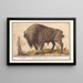 Bison af Europa Bison bonasus Bisonokse Bos Bison Veterum Bison - Anselmus Botius de Boodt — indrammet kunstværk på væggen