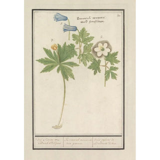 Anselmus Botius de Boodt - Witte en blauwe bosanemoon Anemone nemorosa drij soorten van Bosch Klokjens Ranunculi nemorosi tria genera.webp