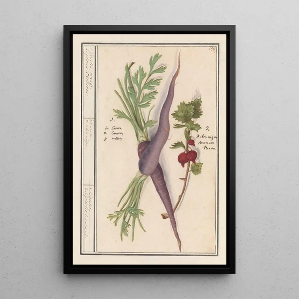 Gulerod Daucus carota og rød ribs Ribes rubrum 1 gulerødder 2 ribsplanter - Anselmus Botius de Boodt