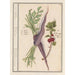Gulerod Daucus carota og rød ribs Ribes rubrum 1 gulerødder 2 ribsplanter - Anselmus Botius de Boodt