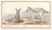 Zèbre Equus quagga Zèbre rayé - Anselmus Botius de Boodt — visning af kunstværket