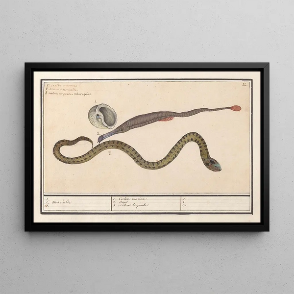 Anselmus Botius de Boodt - Zeeschelp zeenaald Syngnathus en waterslang Natrix 1 2 Meer naelde 3 1 Coclea marina 2 Acus 3 Natrix torquata 1 2 3.webp