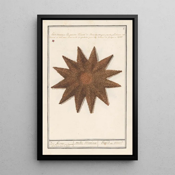 Reproduktion af maleriet af Stella Marina Asteroidea Stjernefisk - Anselmus Botius de Boodt