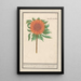 Solsikke Helianthus annuus Solsikke rund Flos solis rotondus herbe au soleil blomster rund - Anselmus Botius de Boodt