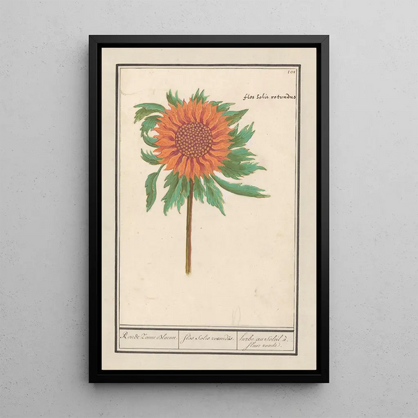 Solsikke Helianthus annuus Solsikke rund Flos solis rotondus herbe au soleil blomster rund - Anselmus Botius de Boodt