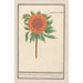 Solsikke Helianthus annuus Solsikke rund Flos solis rotondus herbe au soleil blomster rund - Anselmus Botius de Boodt