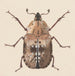 Aquarellaleri af entomologi Pl059 - George Hudson — visning af kunstværket