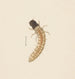 Aquarellaleri af entomologi Pl083 - George Hudson — visning af kunstværket