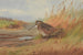 Une bécasse - Archibald Thorburn — visning af kunstværket