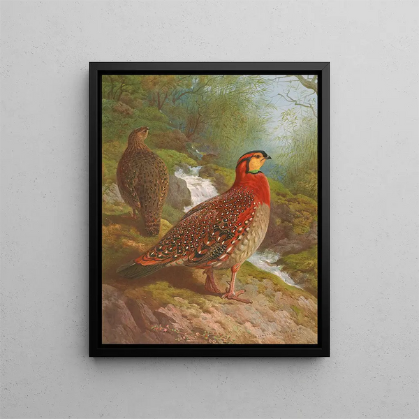 Blyth's Tragopan-maleri - Archibald Thorburn — indrammet kunstværk på væggen