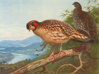 Cabots tragopan - Archibald Thorburn — visning af kunstværket