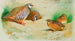 Perdrix rouge et poussins - Archibald Thorburn — visning af kunstværket