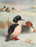 Harle bièvre - Archibald Thorburn — visning af kunstværket