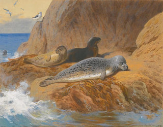 Archibald Thorburn - Grey And Harbour Seals At Rest.webp
