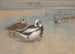 Canards à longue queue - Archibald Thorburn — visning af kunstværket