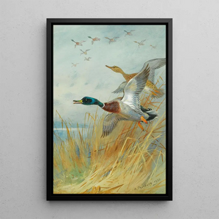 Archibald Thorburn - Mallard Rising.webp