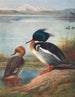 Harle huppé - Archibald Thorburn — visning af kunstværket
