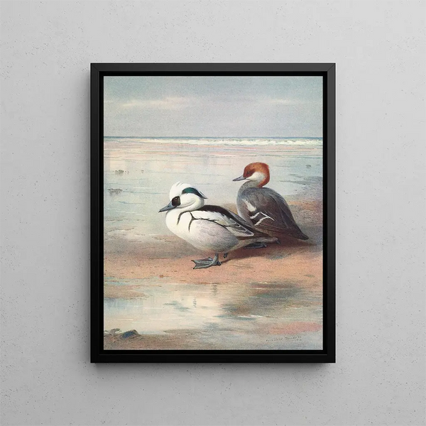 Smew - Archibald Thorburn — indrammet kunstværk på væggen