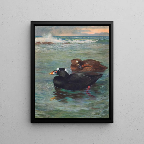 Surf Scoter - Archibald Thorburn — indrammet kunstværk på væggen