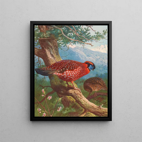 Tragopan de Temmincks - Archibald Thorburn — indrammet kunstværk på væggen