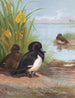 Fuligule morillon - Archibald Thorburn — visning af kunstværket